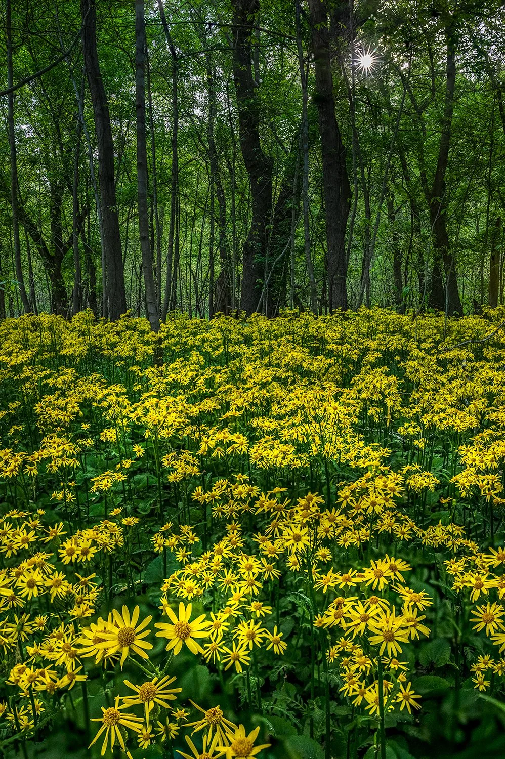 Ragwort, Potomac River Trail, MD
