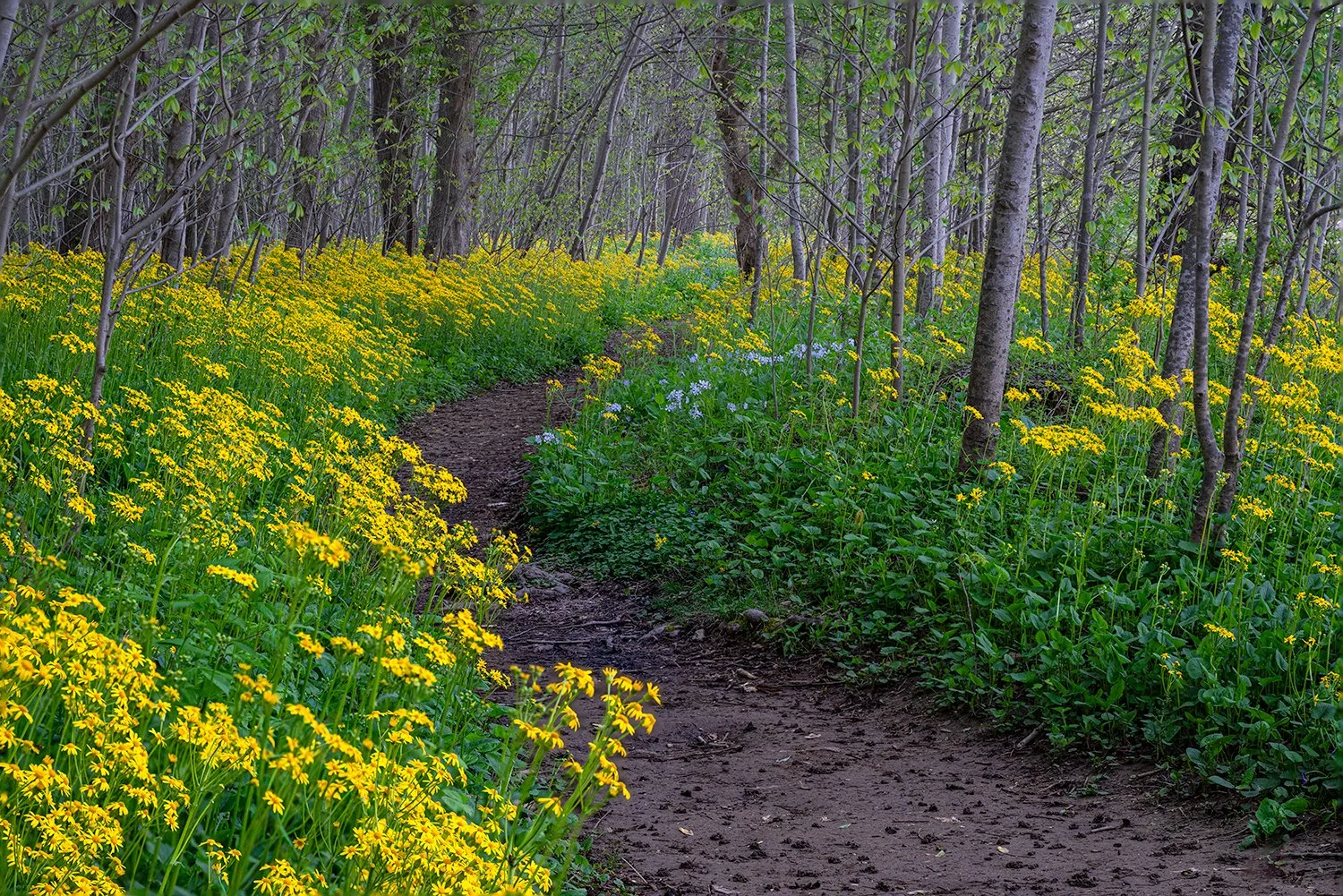 Ragwort, Potomac River Trail, MD