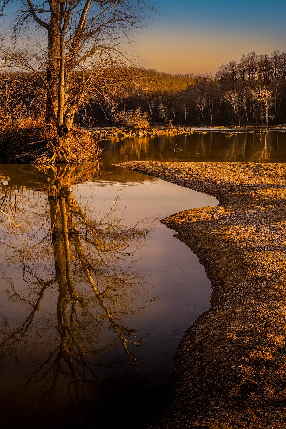 Sycamore Trees, Potomac River, MD