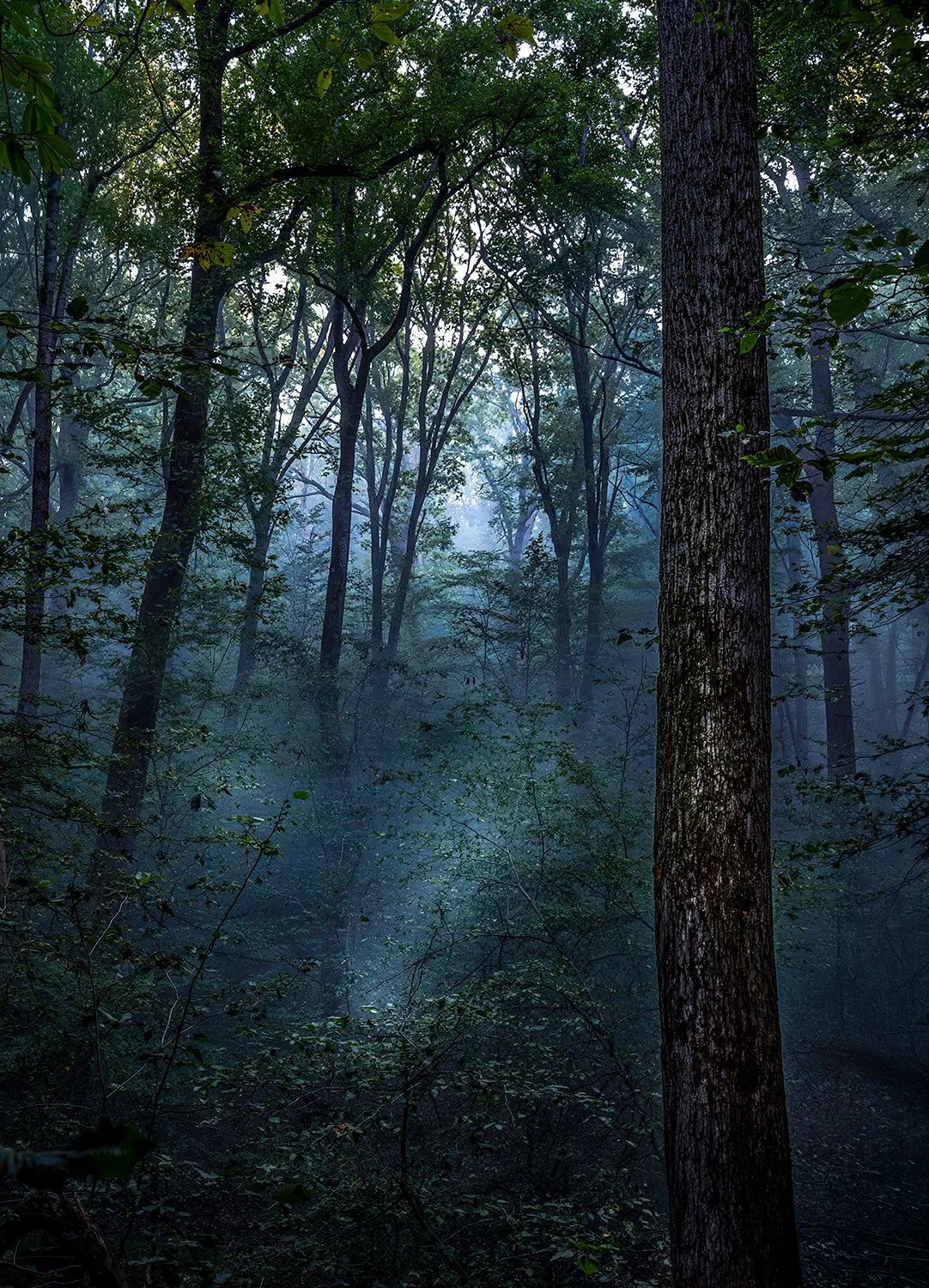 Foggy Morning, Great Falls Natl. Park, MD
