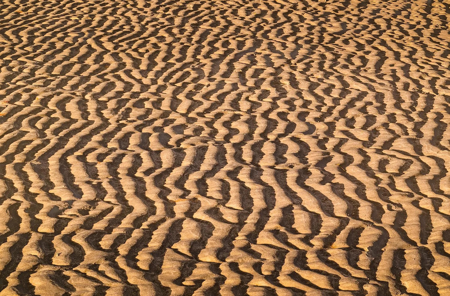 Sandy Neck Beach, Cape Cod, MA