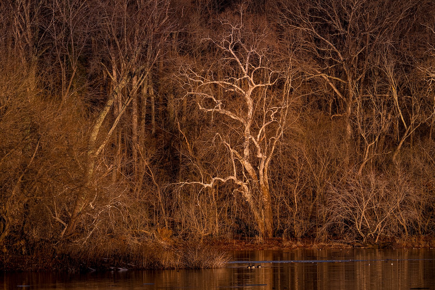 Sycamore Trees, Potomac River, MD
