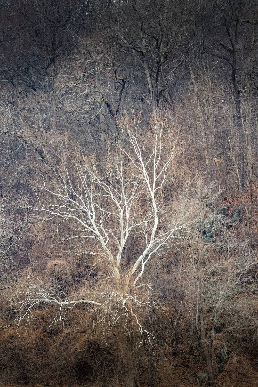 Sycamore Trees, Potomac River, MD
