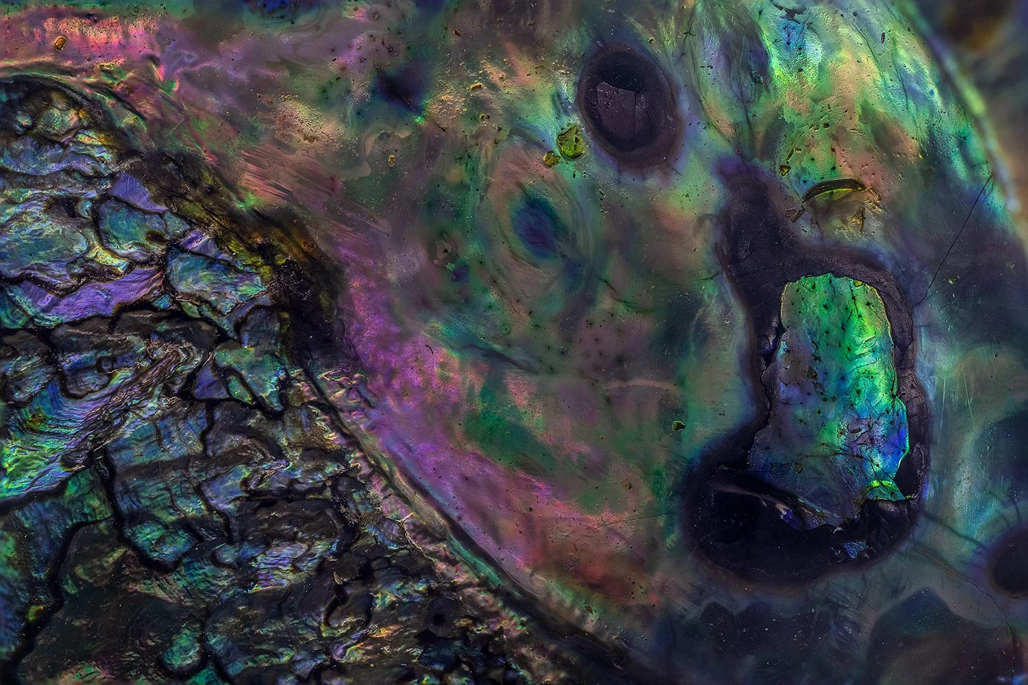 Abalone Shell