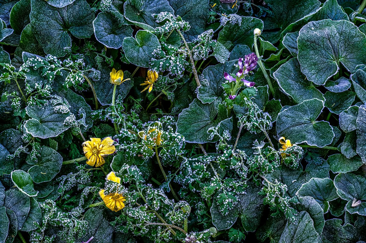 April Frost, Potomac River Trail, MD