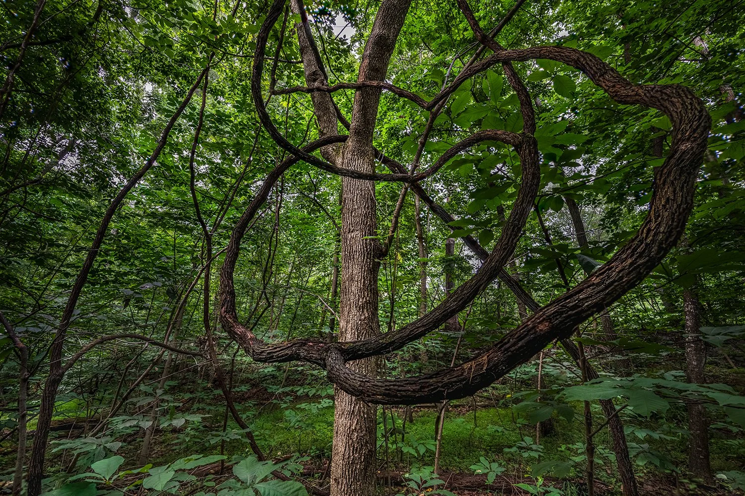 Vines, Great Falls Natl. Park, MD