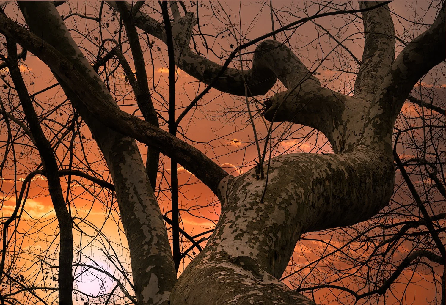Sycamore Trees, Potomac River, MD