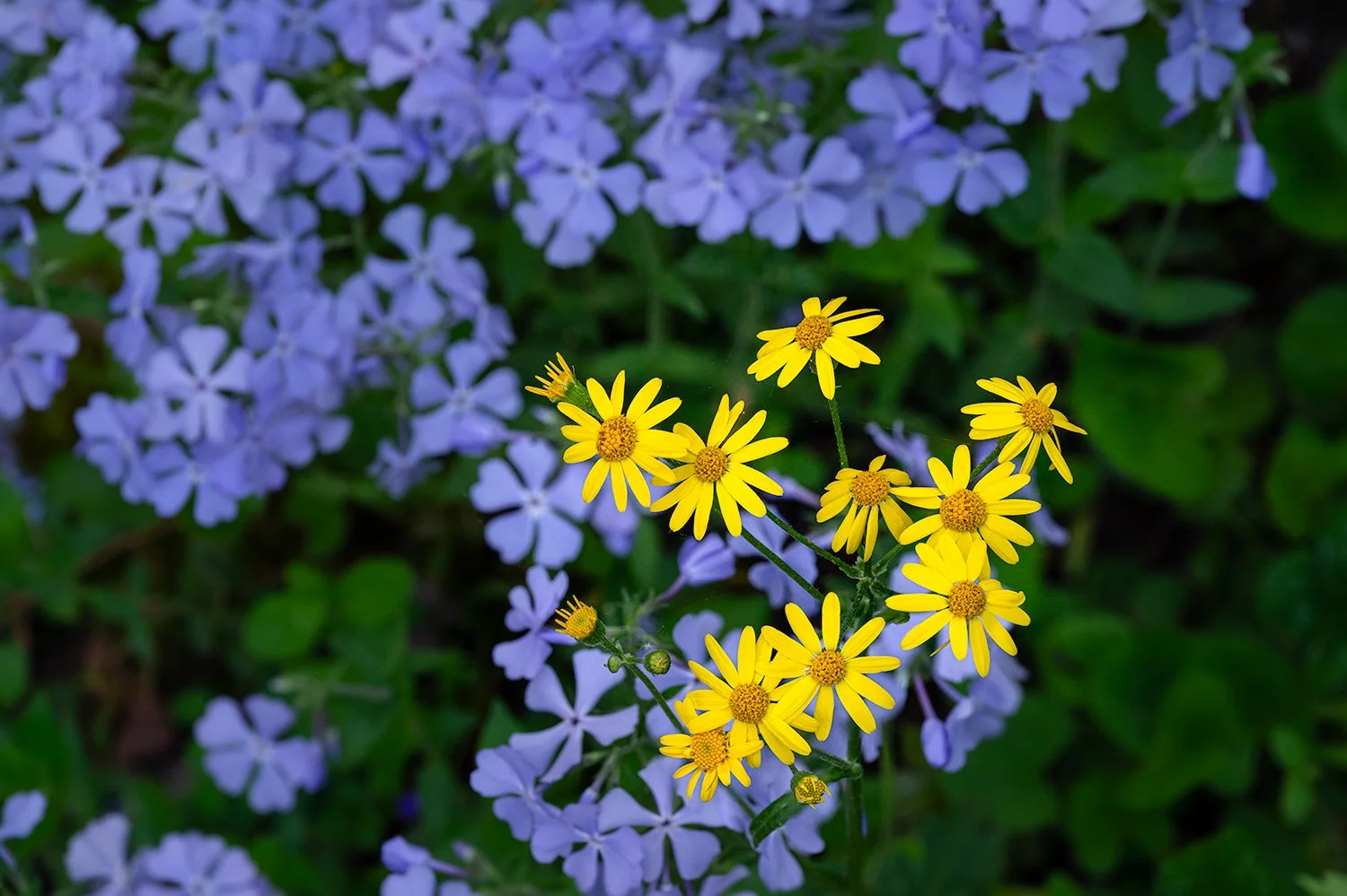 Ragwort, Potomac River Trail, MD
