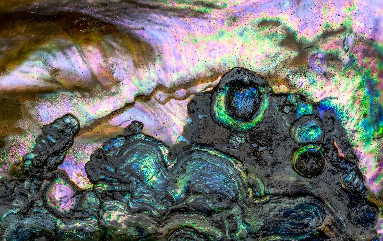 Abalone Shell
