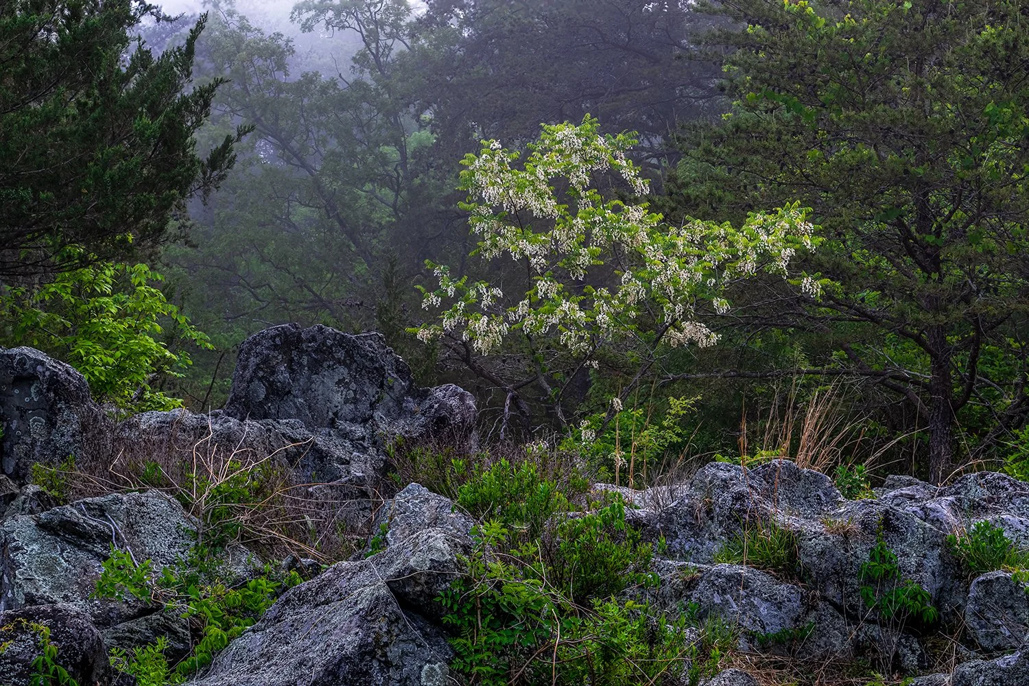 Spring Fog, Great Falls Natl. Park, MD