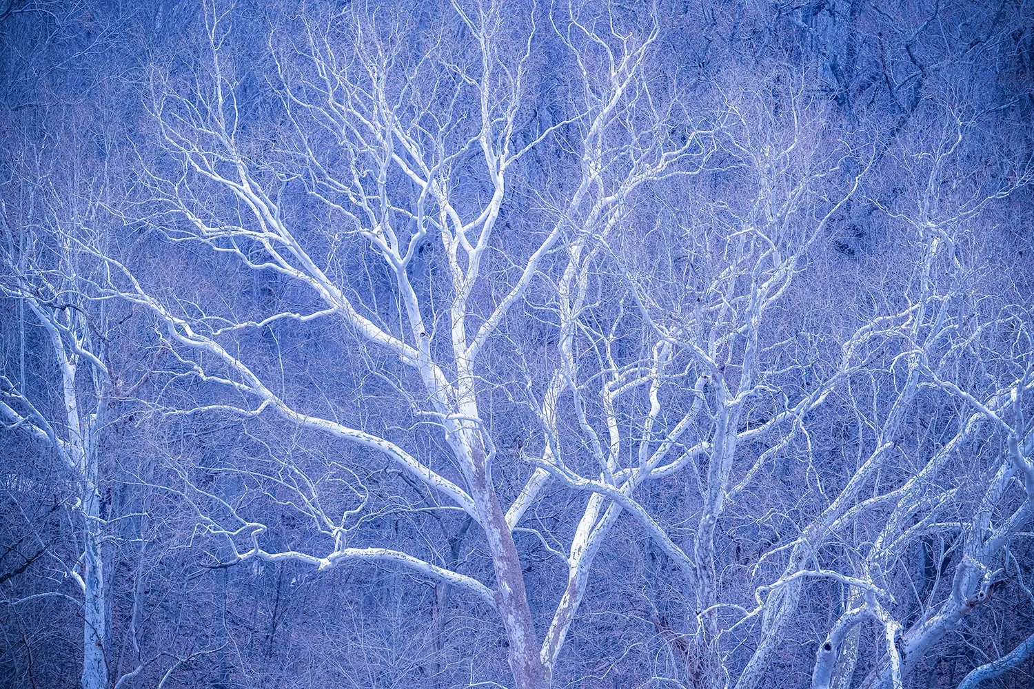 Sycamore Trees, Potomac River, MD