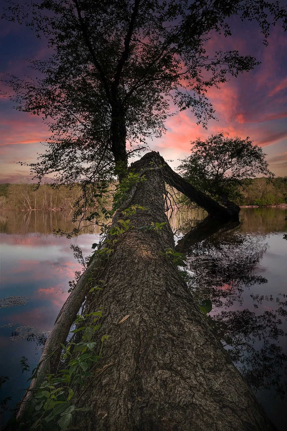 Fallen Tree over the Potomac River at Sunrise, MD