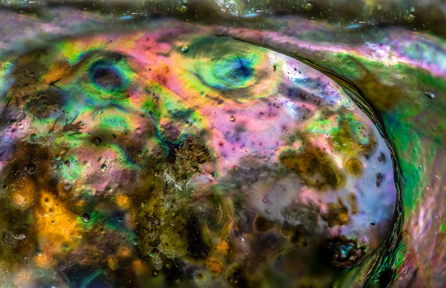 Abalone Shell