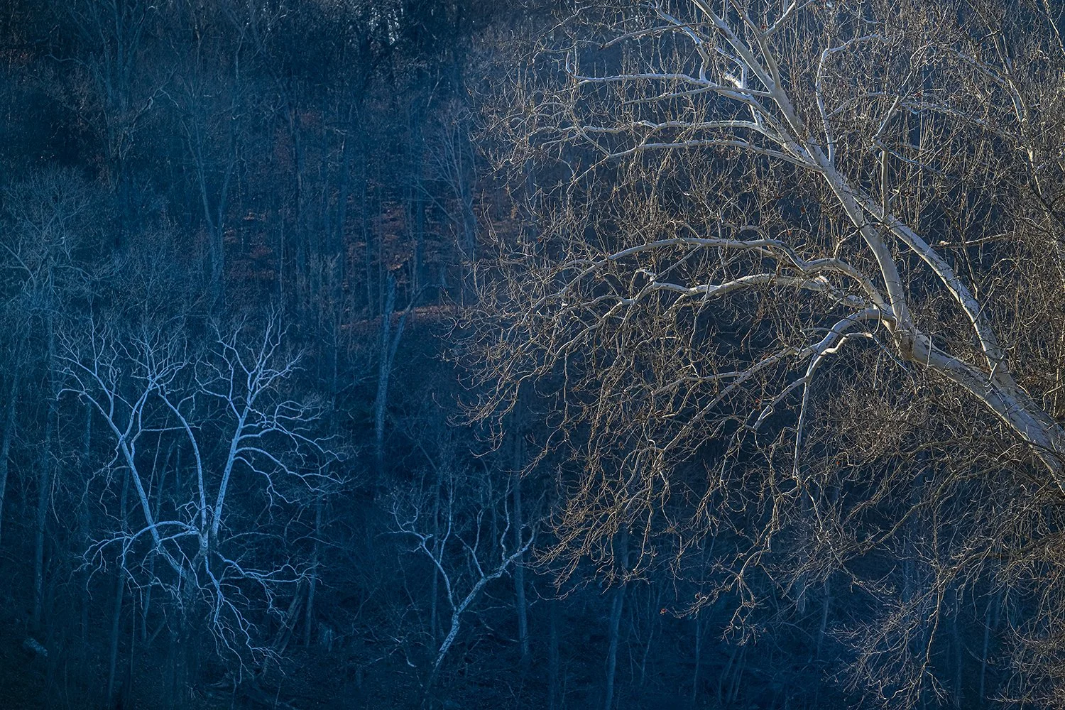 Sycamore Trees, Potomac River, MD