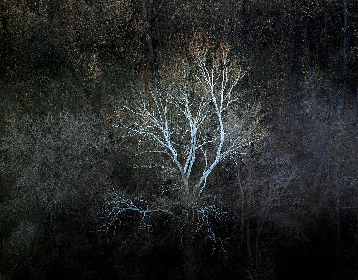 Sycamore Trees, Potomac River, MD