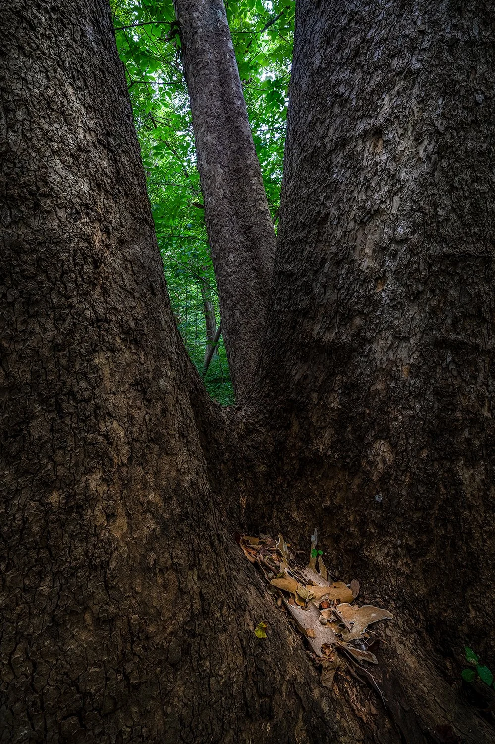 Sycamore Trees, Potomac River, MD