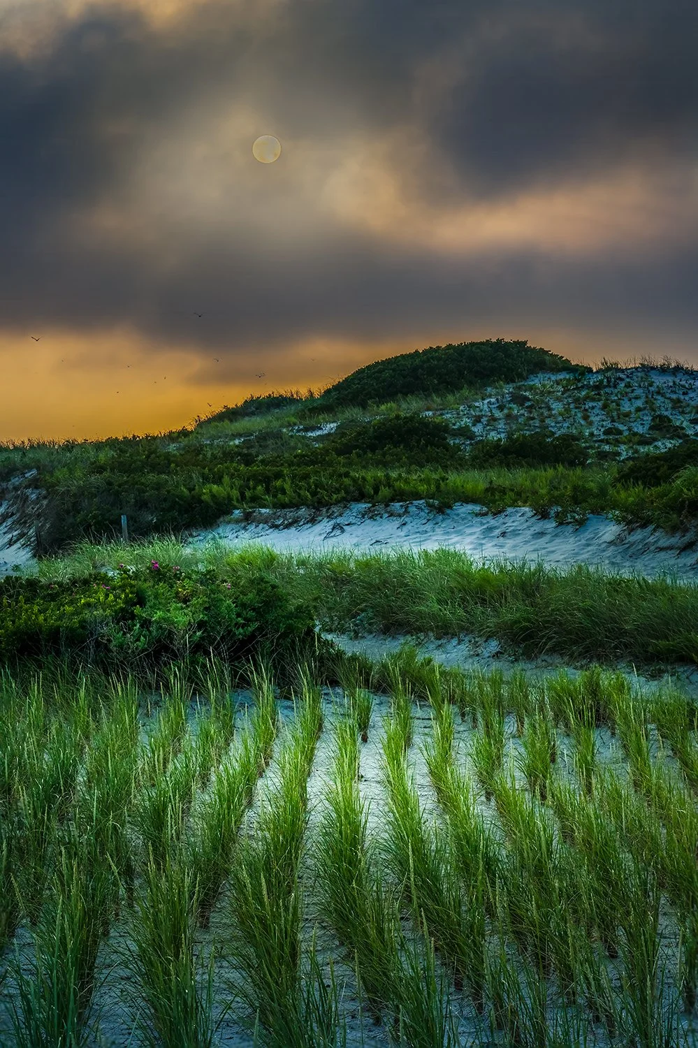 Sandy Neck Beach, Barnstable, MA