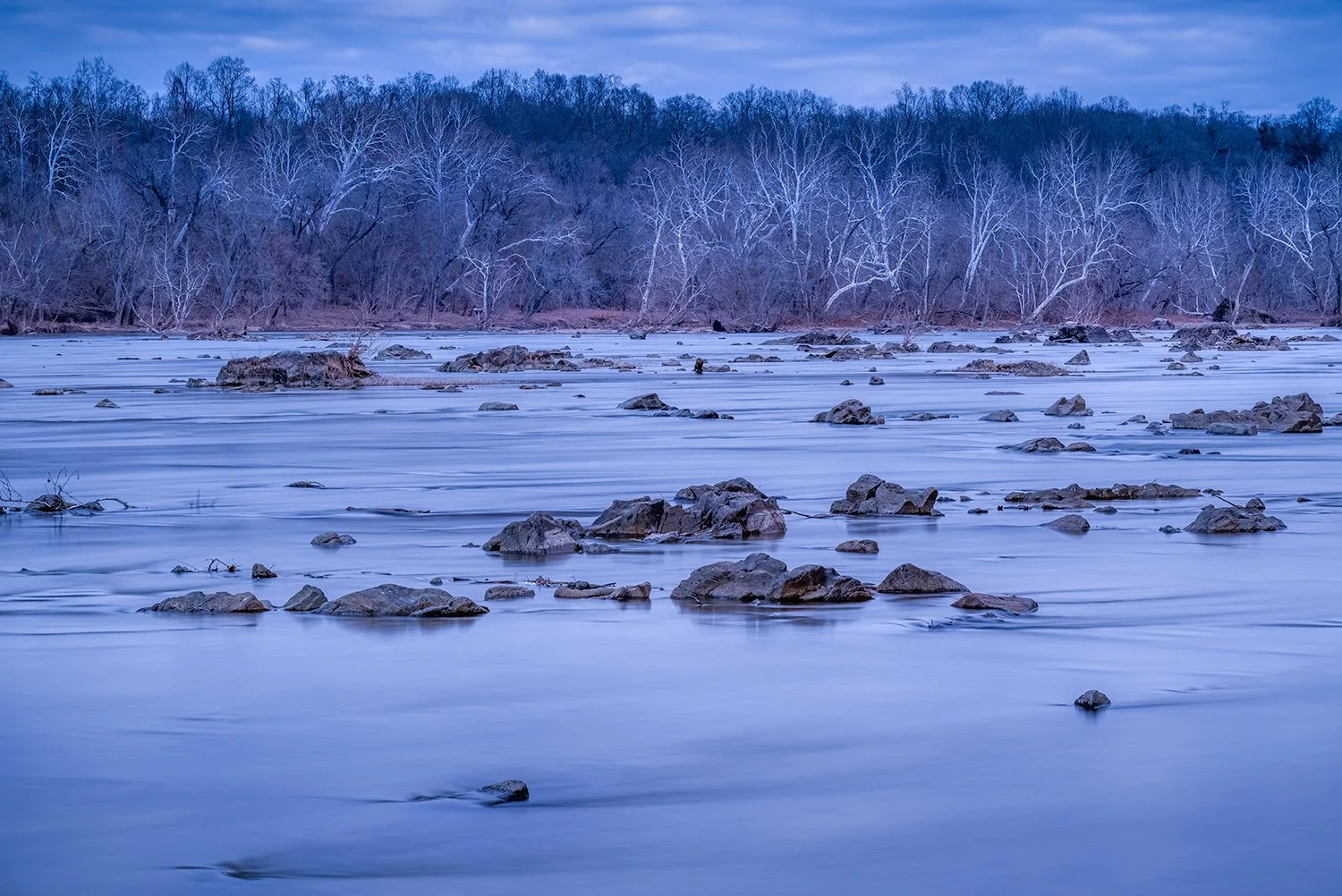 Sycamore Trees, Potomac River, MD