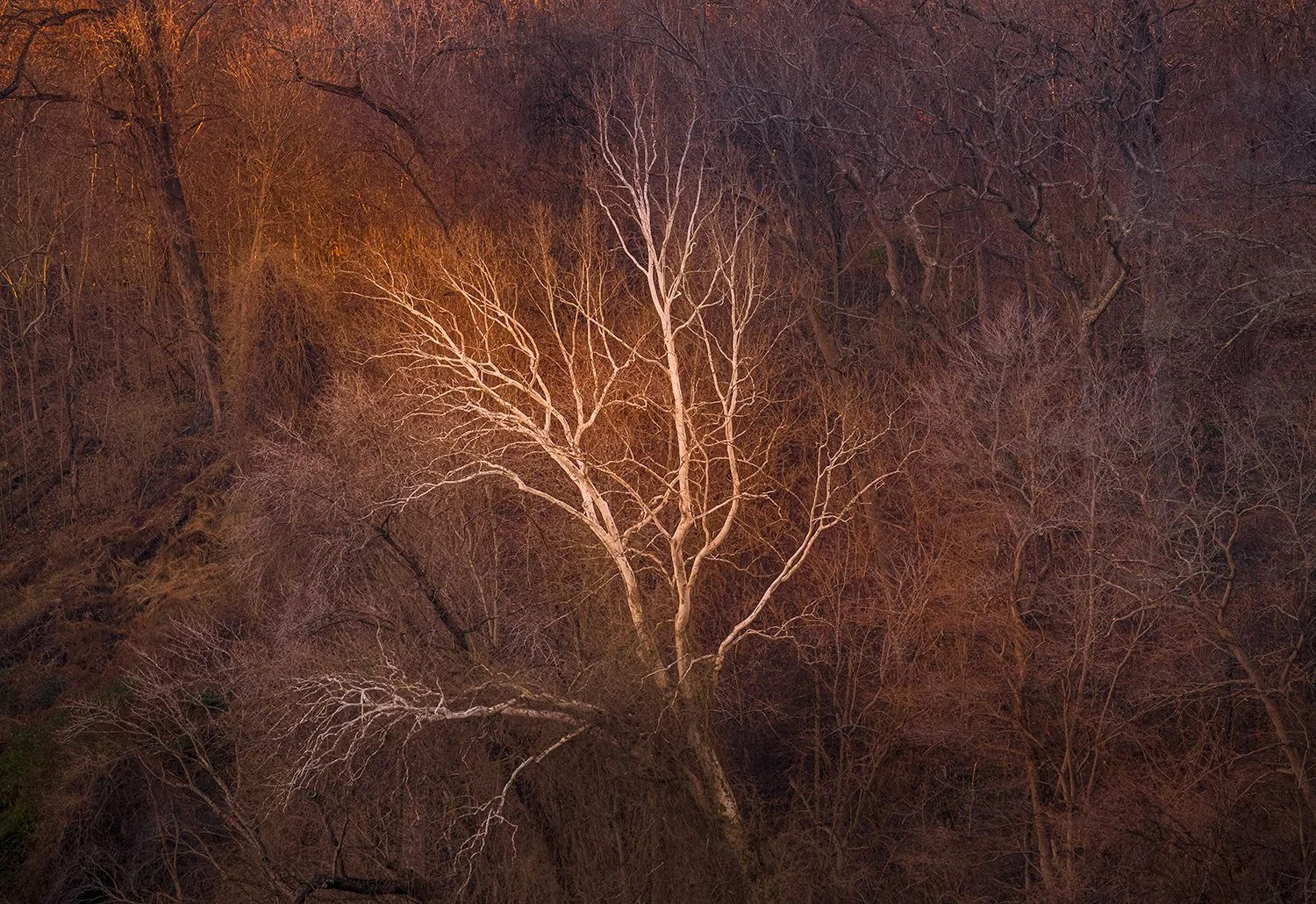 Sycamore Trees, Potomac River, MD