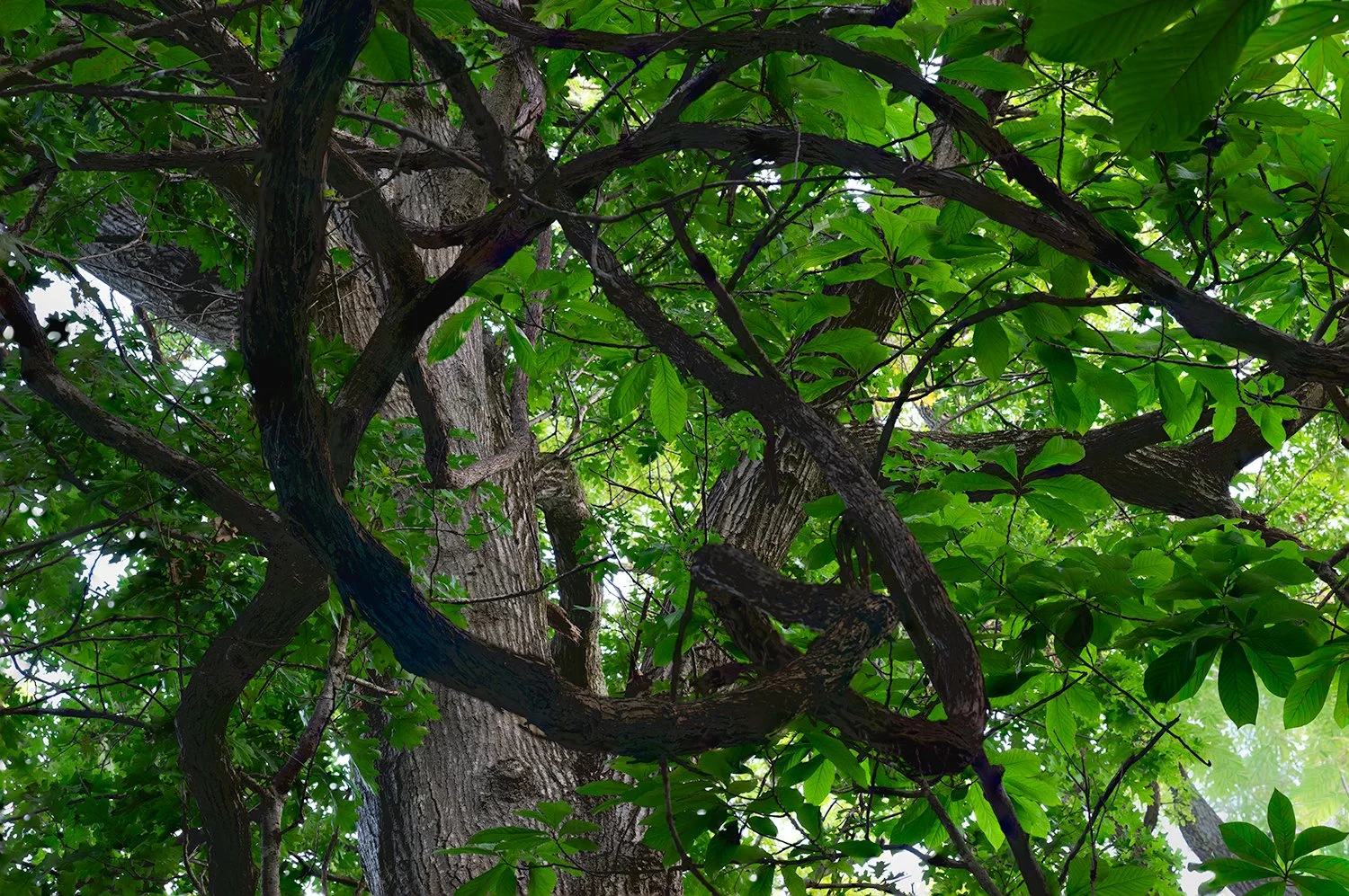 Vines, Great Falls Natl. Park, MD