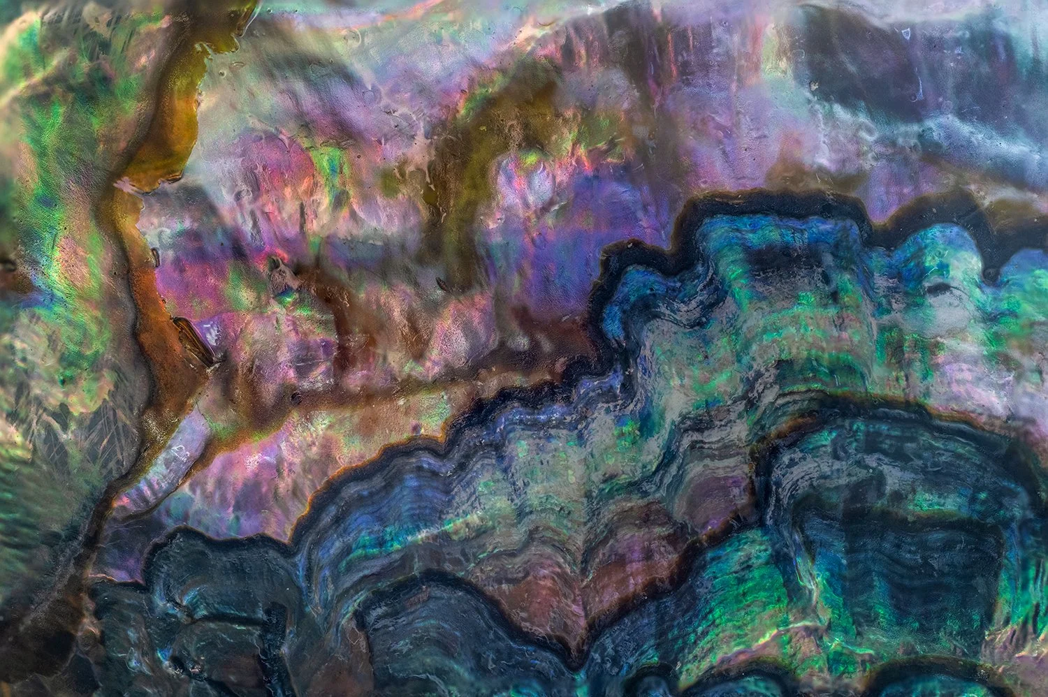 Abalone Shell