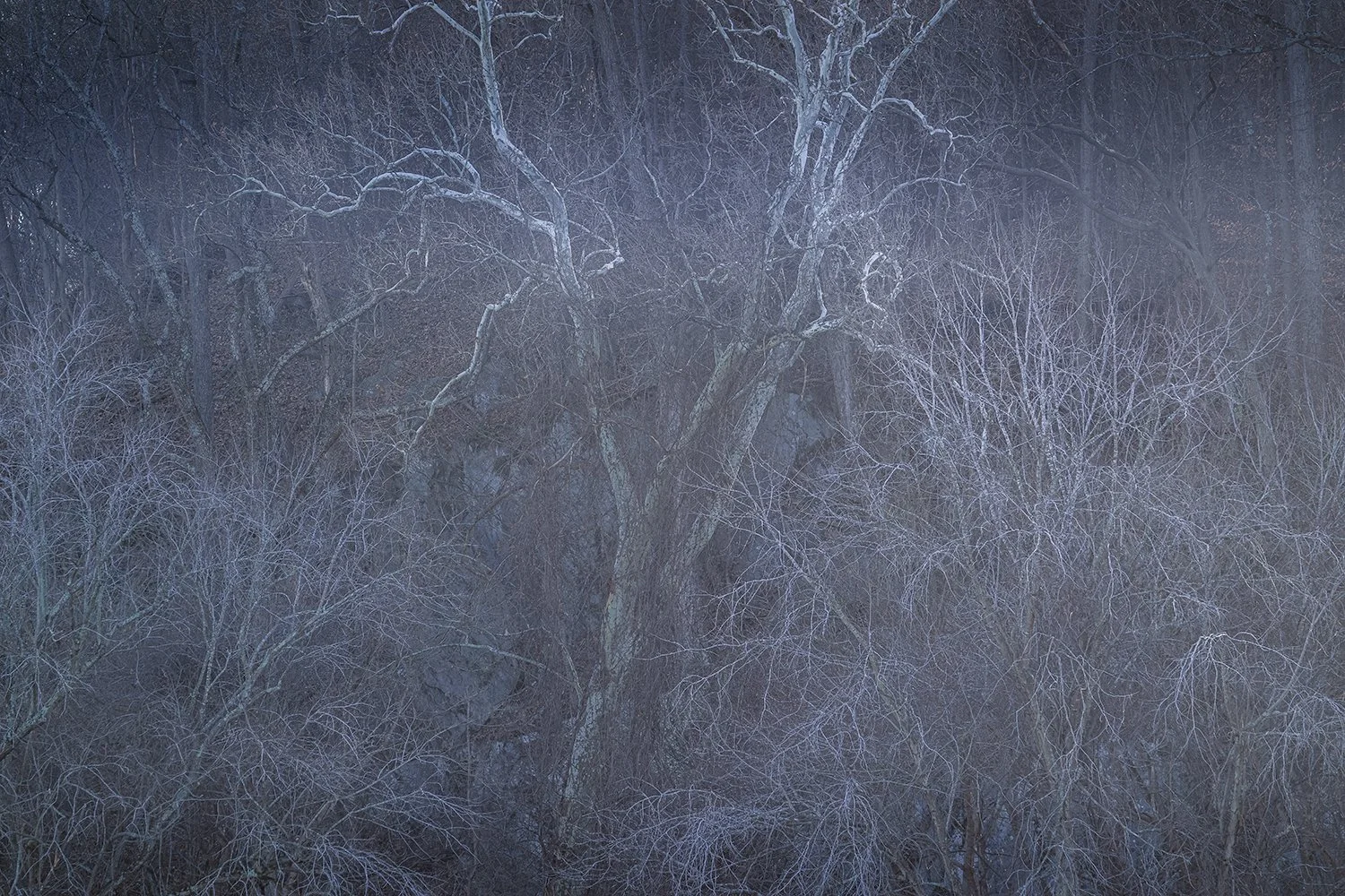 Sycamore Trees, Potomac River, MD
