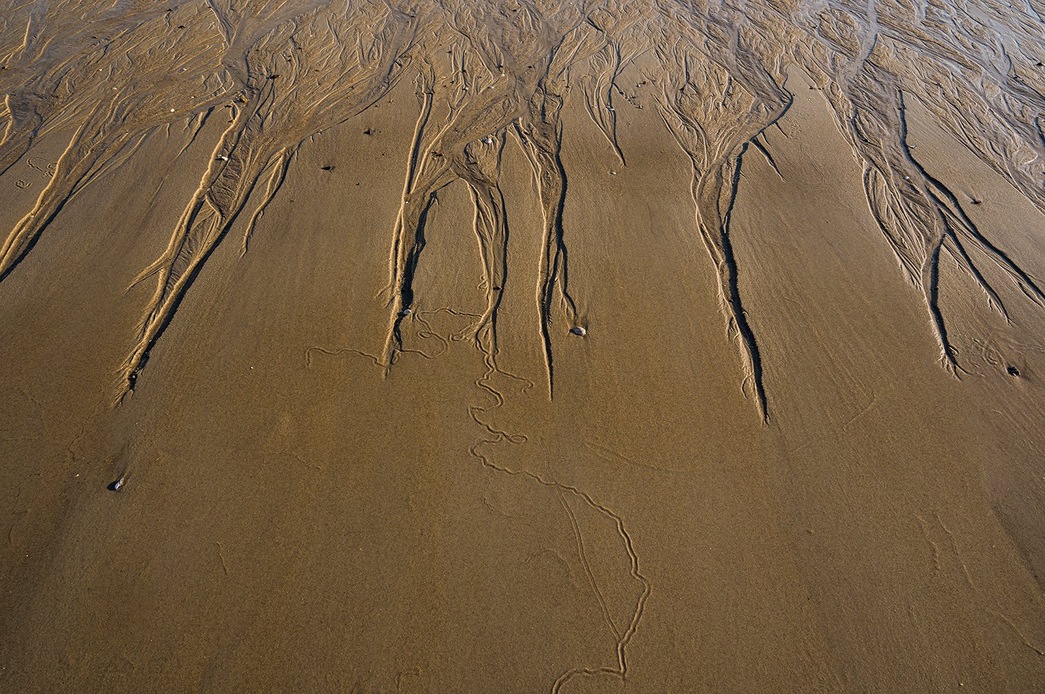 Sandy Neck Beach, Cape Cod, MA