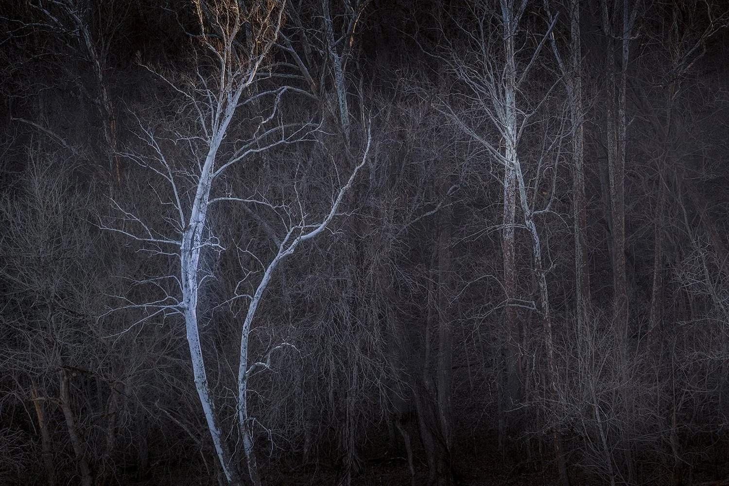 Sycamore Trees, Potomac River, MD