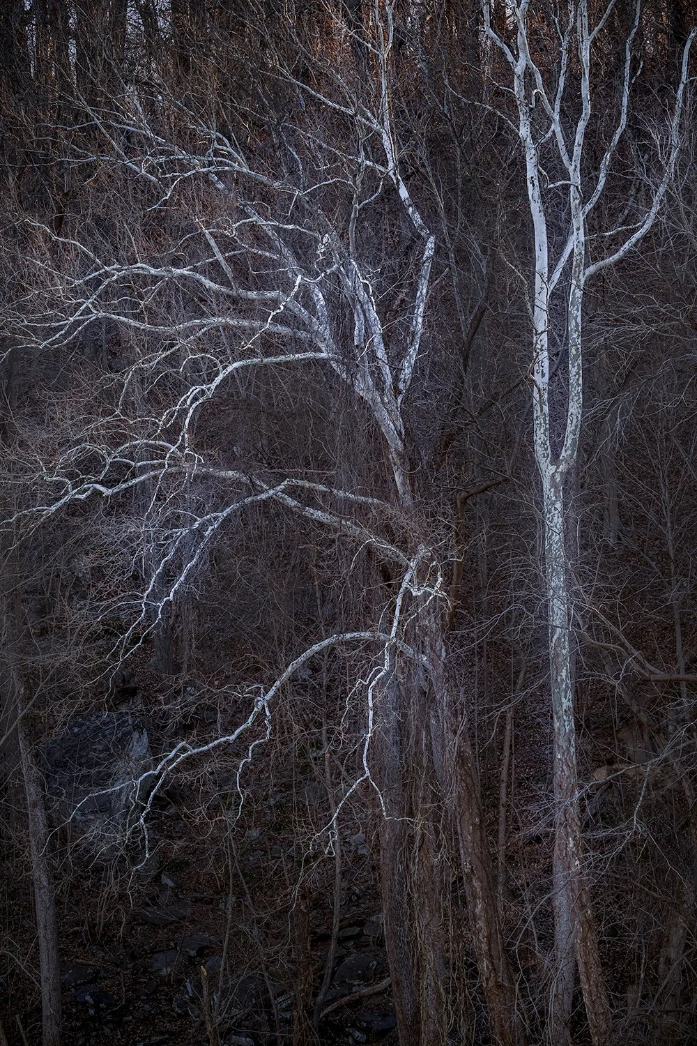 Sycamore Trees, Potomac River, MD