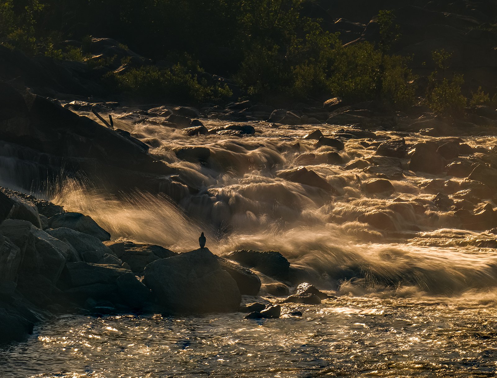 Vulture and Outflow from Little Sister Falls, VA