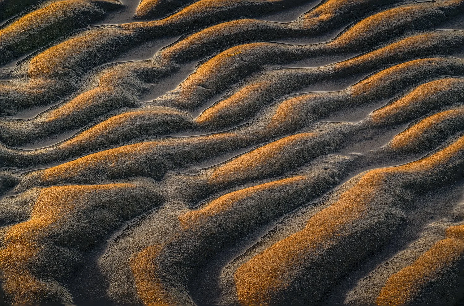 Sandy Neck Beach, Cape Cod, MA