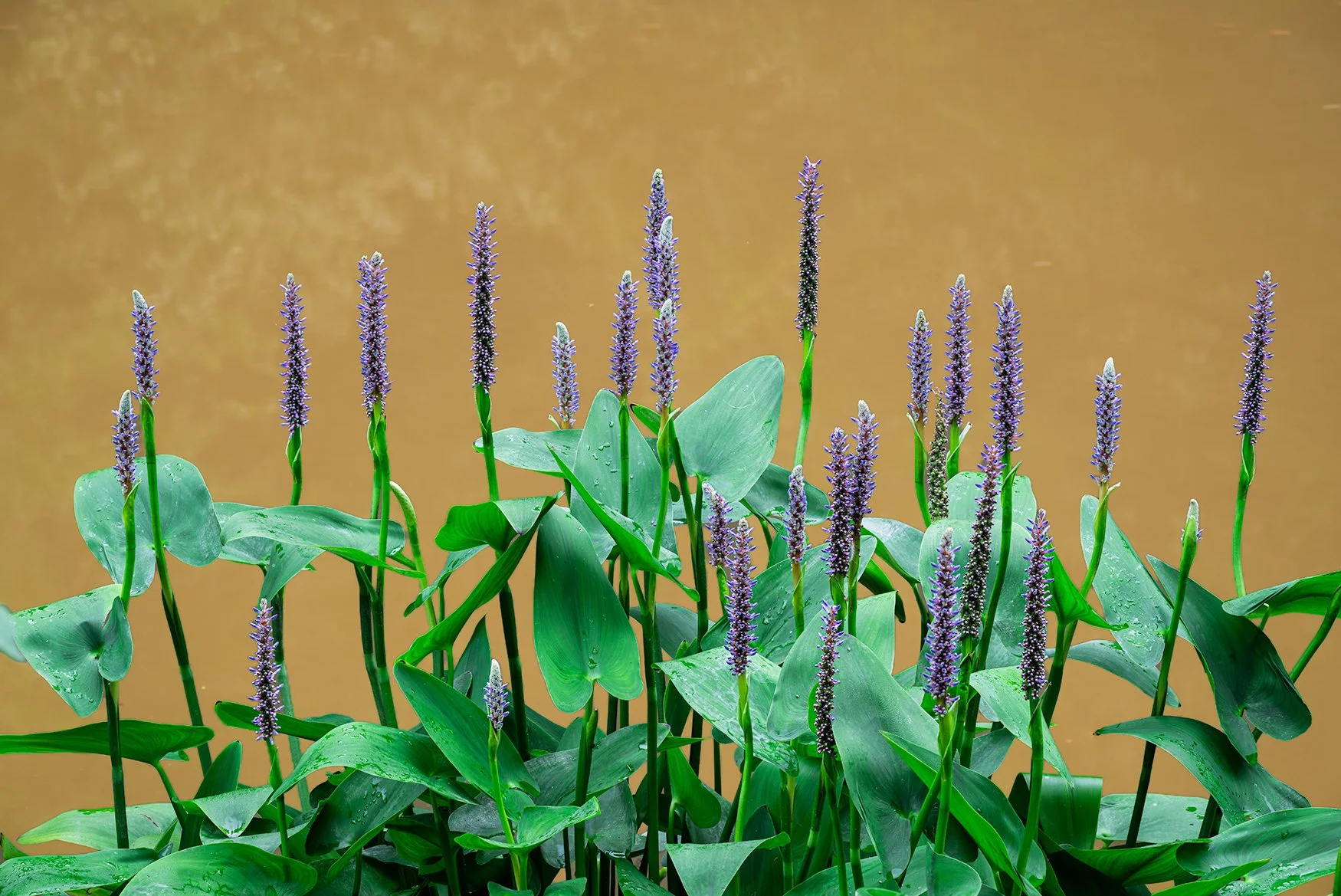 Pickerelweed, Great Falls Natl. Park, MD