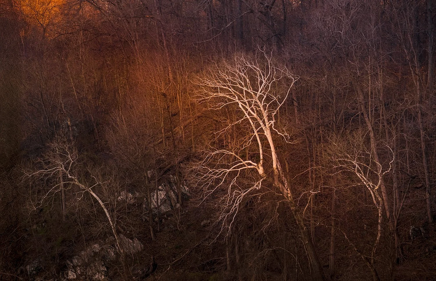 Sycamore Trees, Potomac River, MD