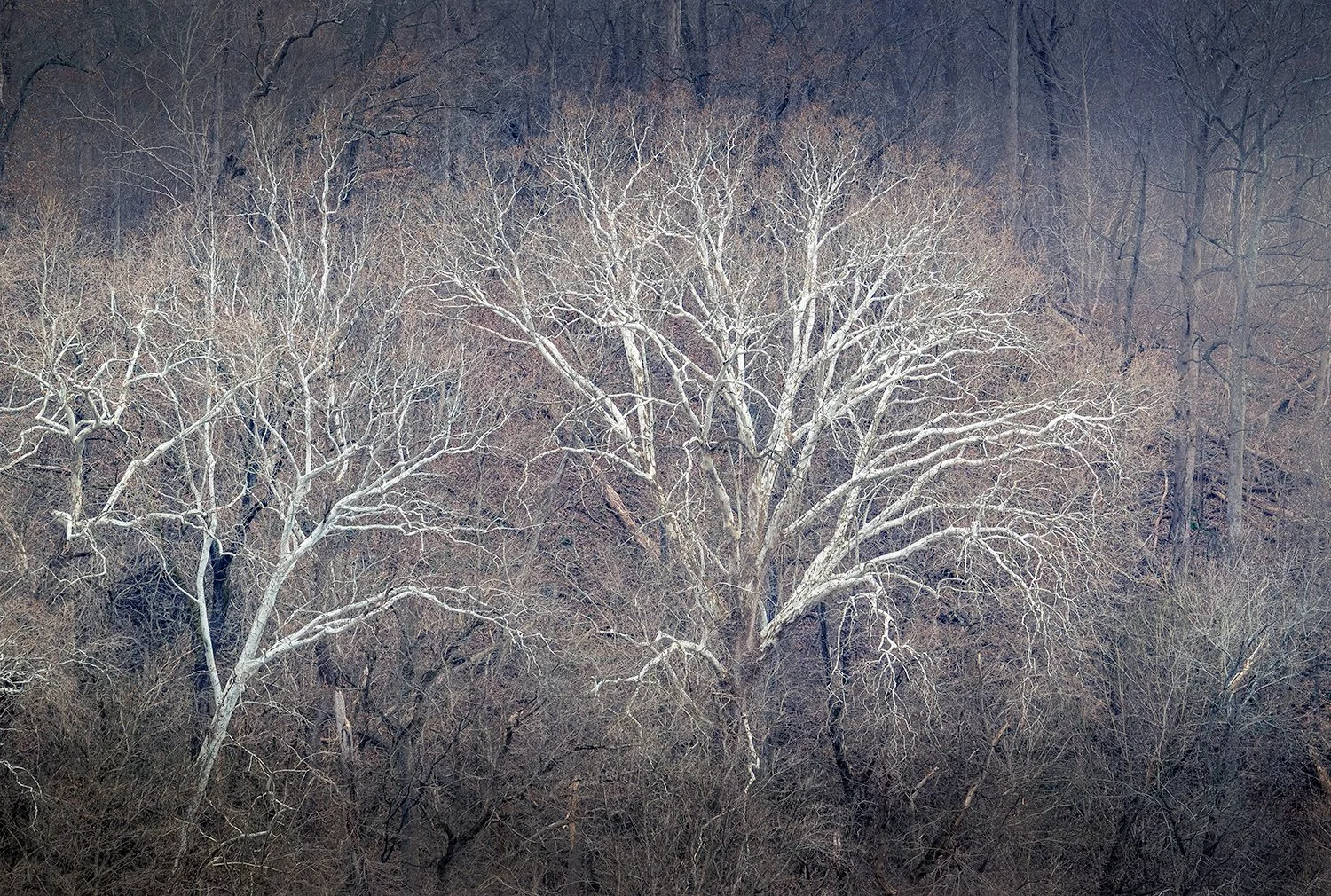 Sycamore Trees, Potomac River, MD