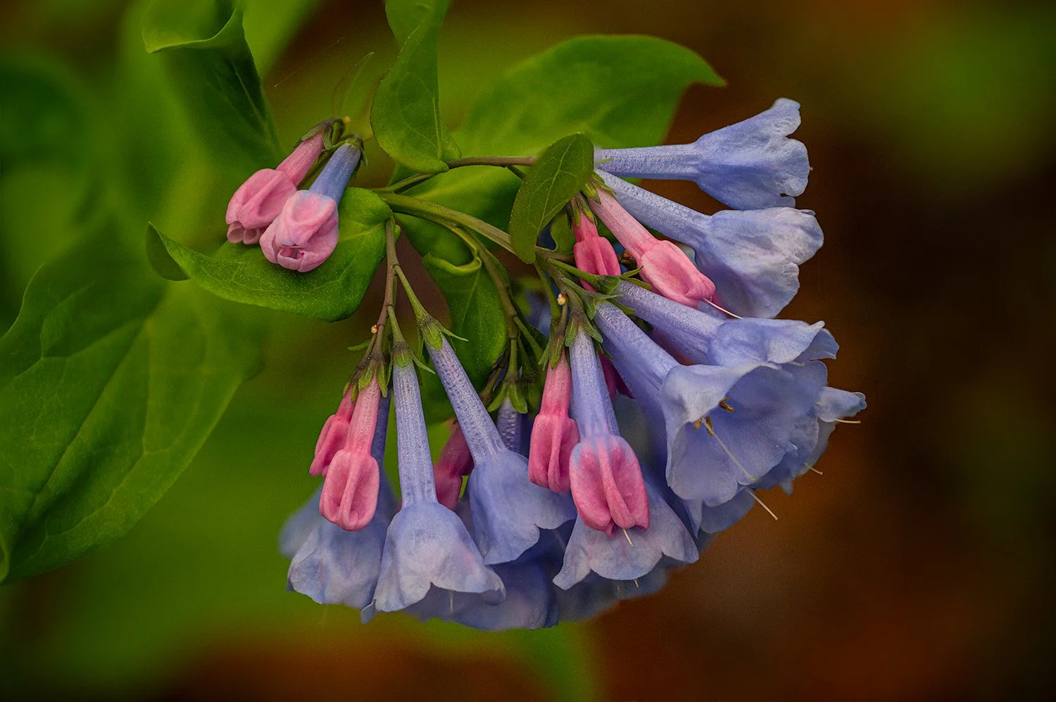 Bluebells, Potomac River Trail, MD