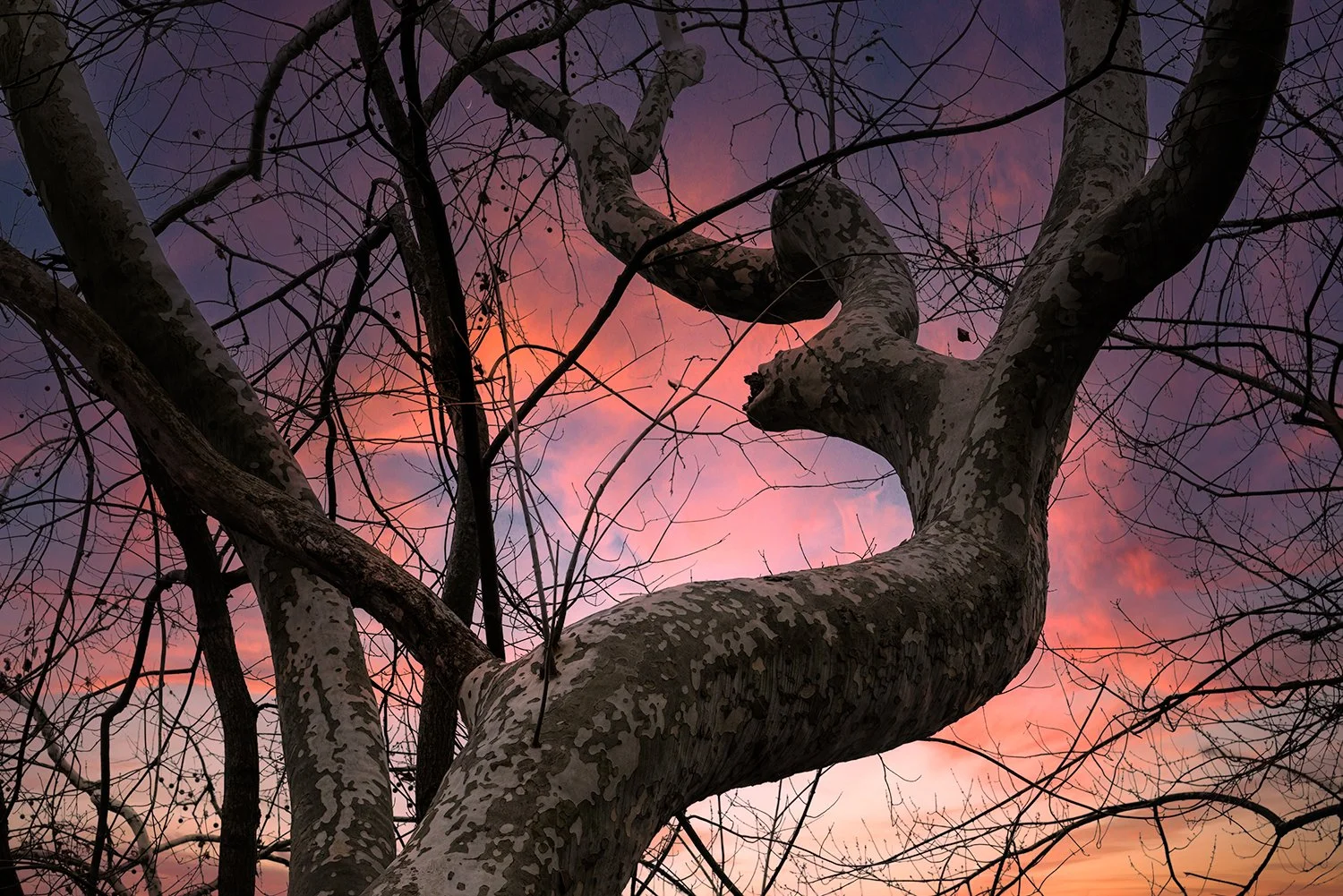 Sycamore Trees, Potomac River, MD