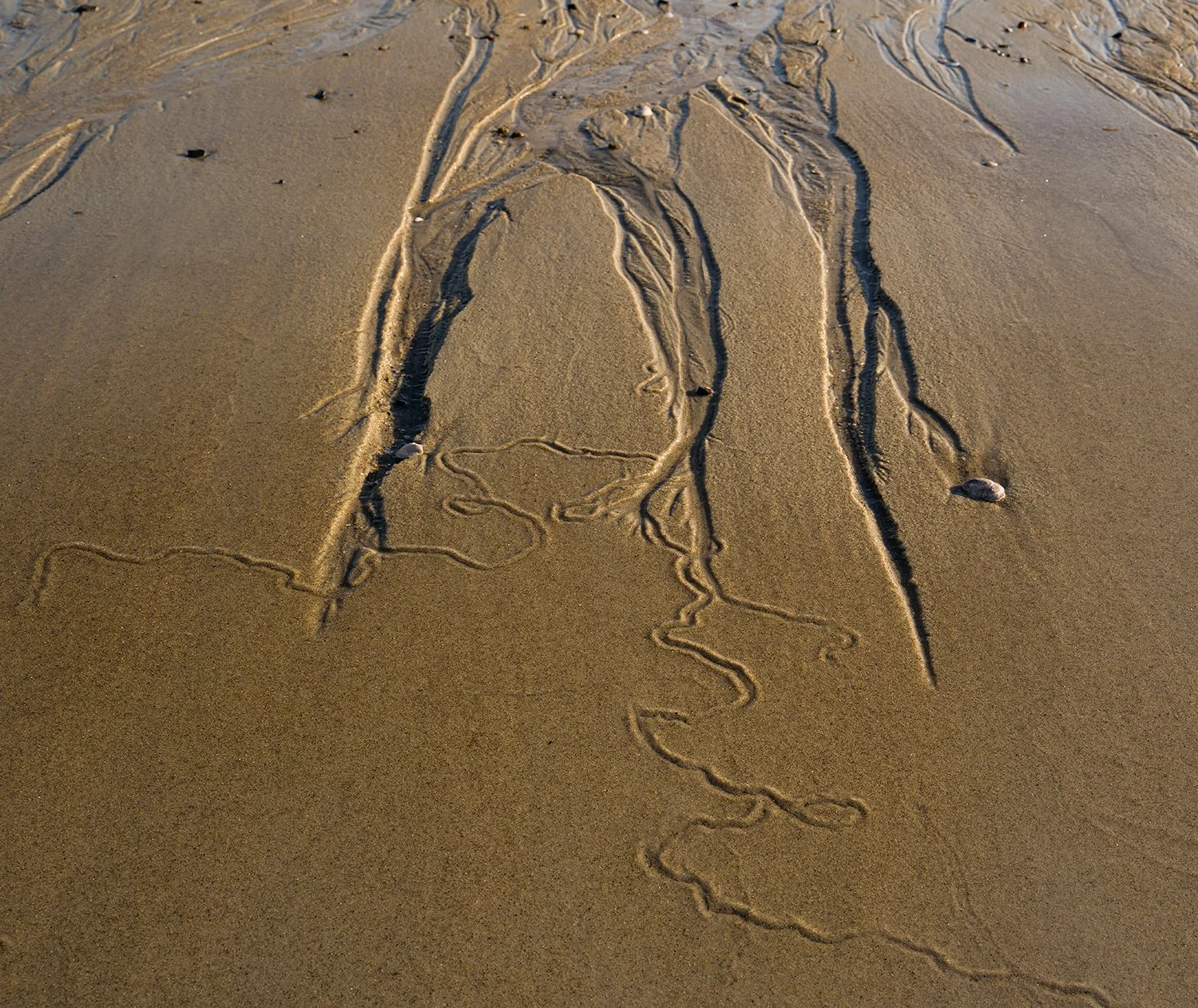 Sandy Neck Beach, Cape Cod, MA