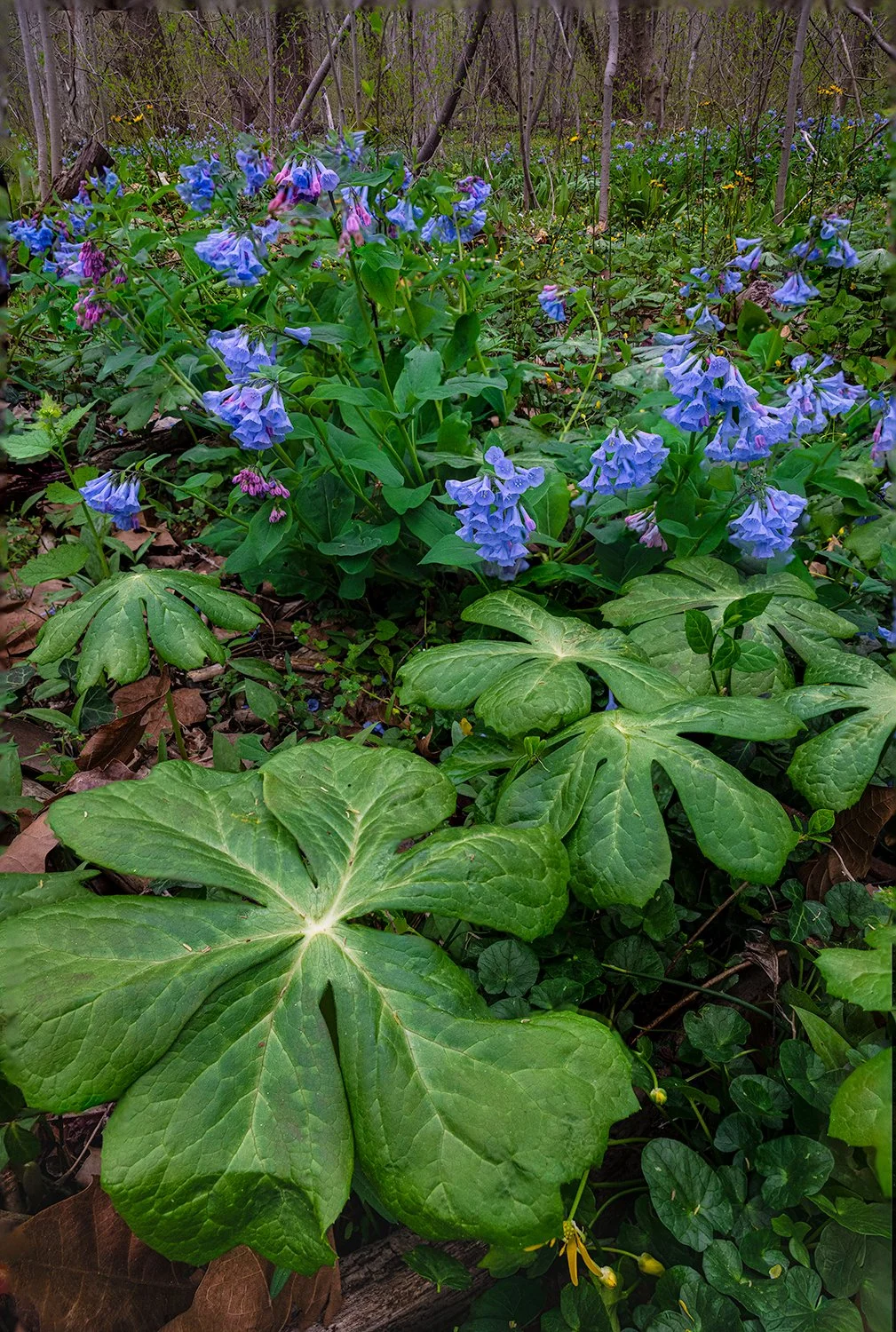 Bluebells, Potomac River Trail, MD