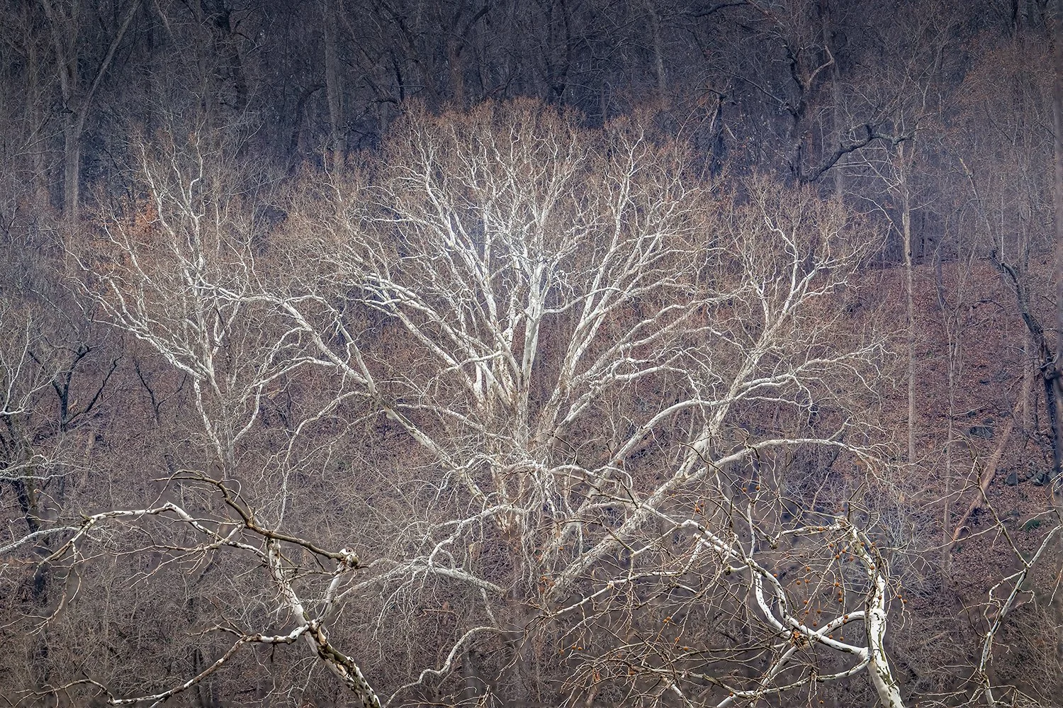 Sycamore Trees, Potomac River, MD