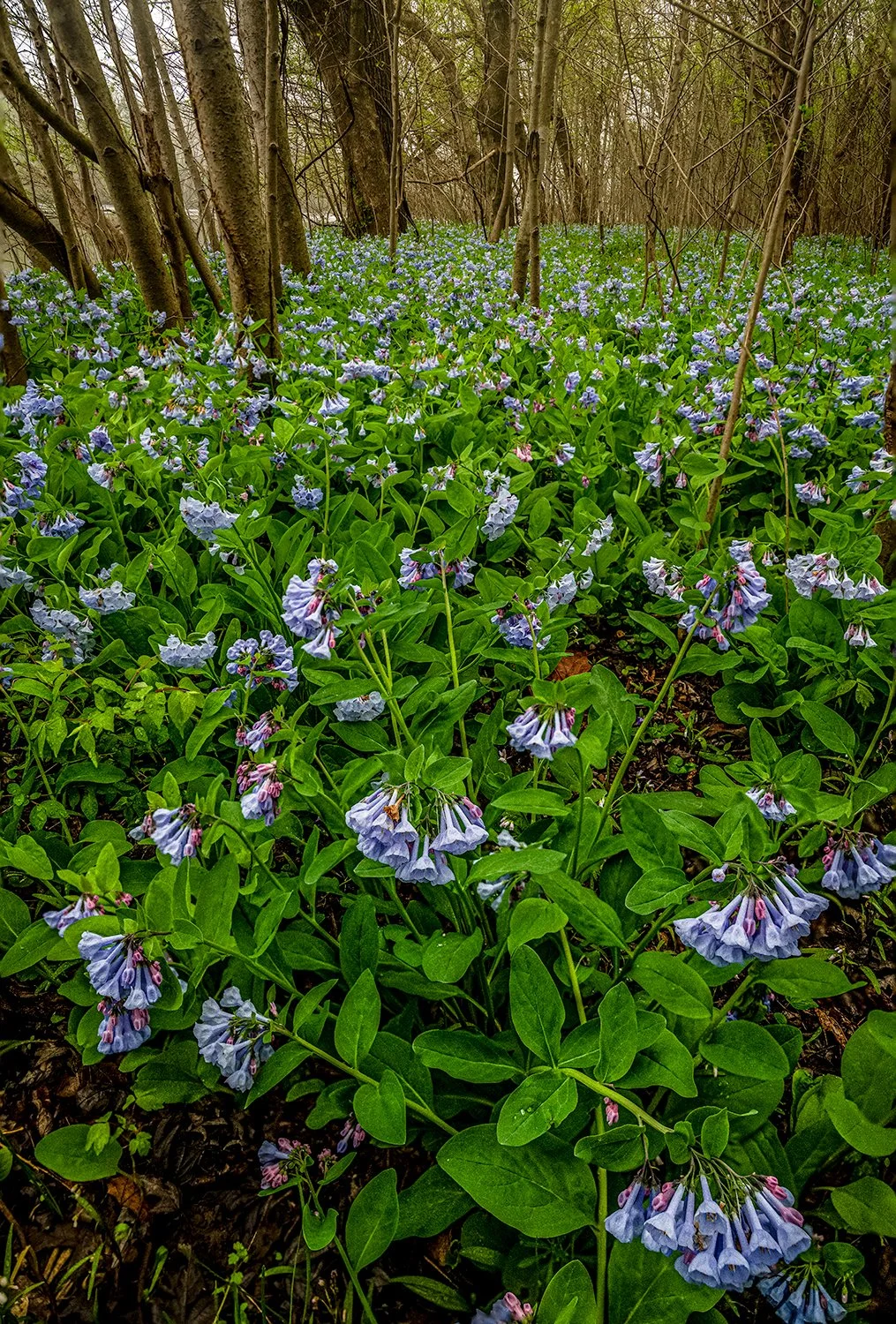 Bluebells, Potomac River Trail, MD