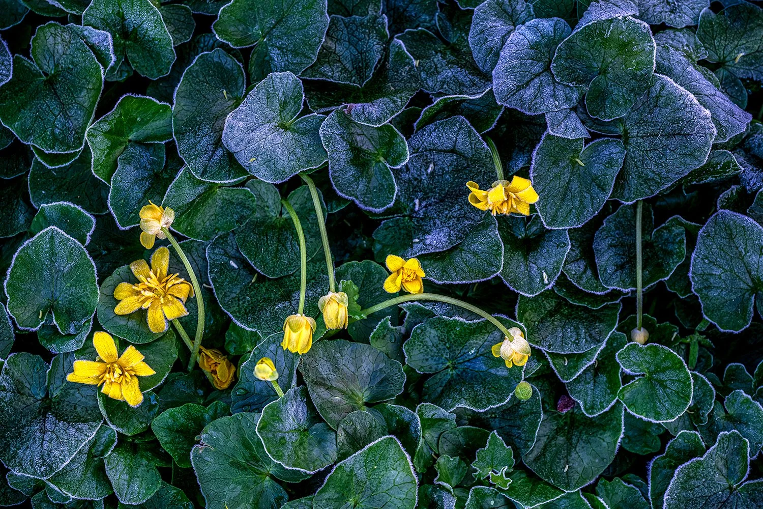 April Frost, Potomac River Trail, MD