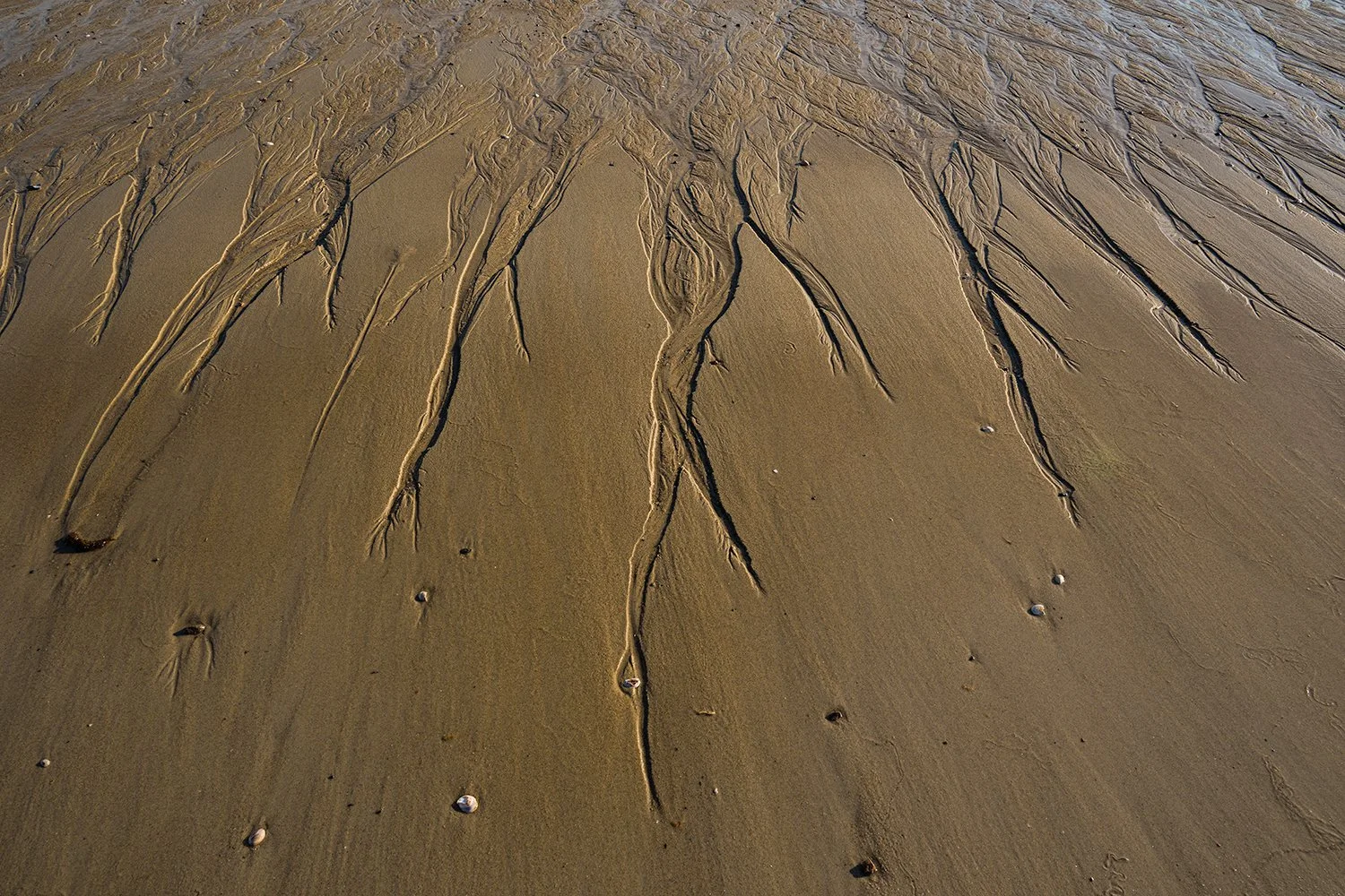 Sandy Neck Beach, Cape Cod, MA