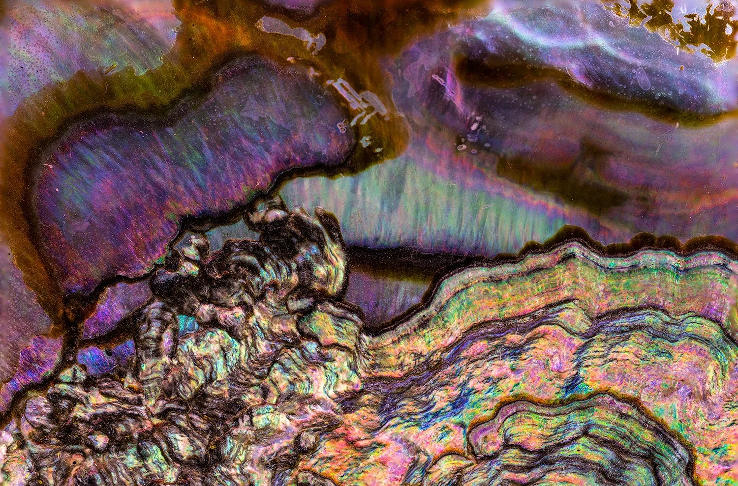 Abalone Shell