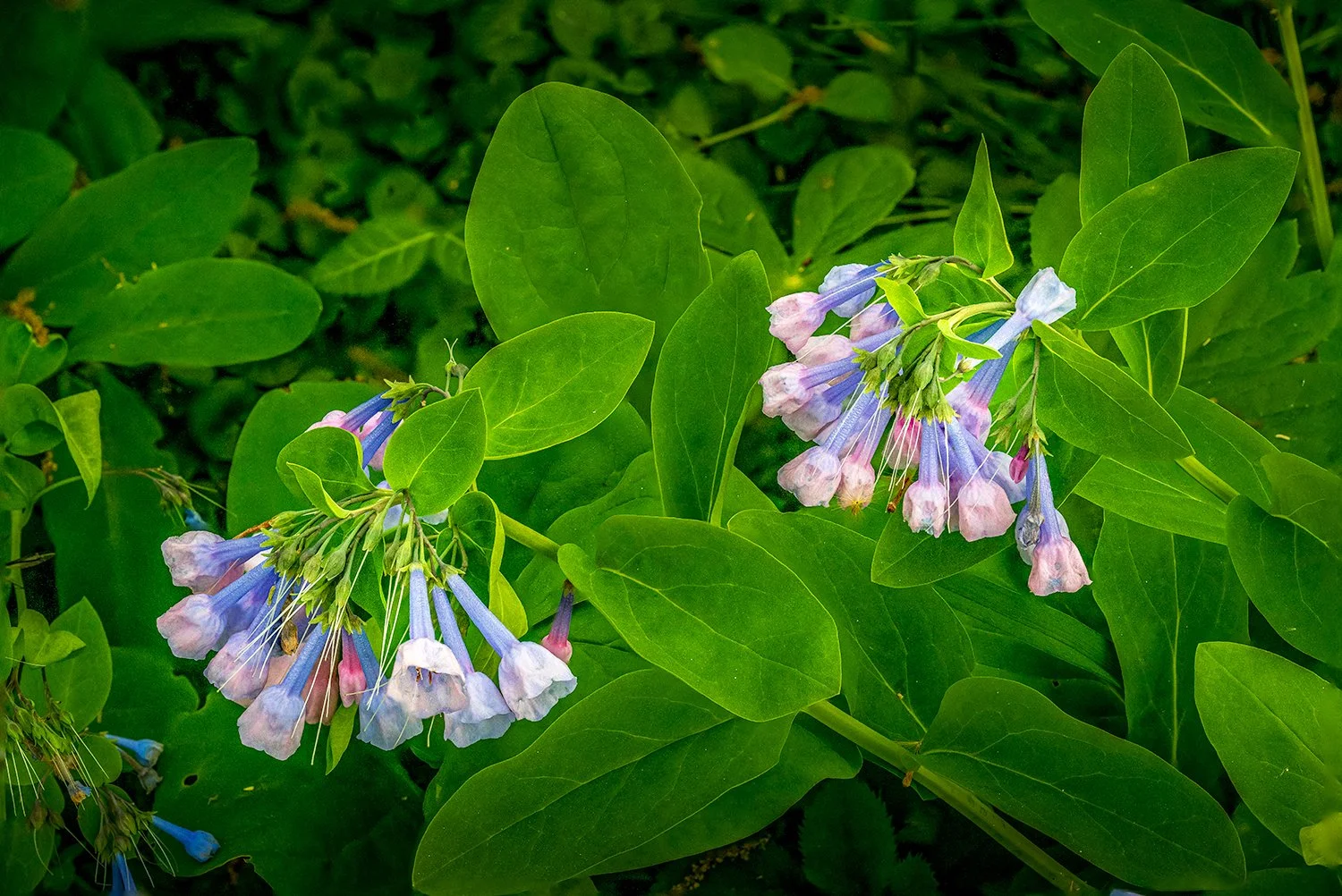 Bluebells, Potomac River Trail, MD