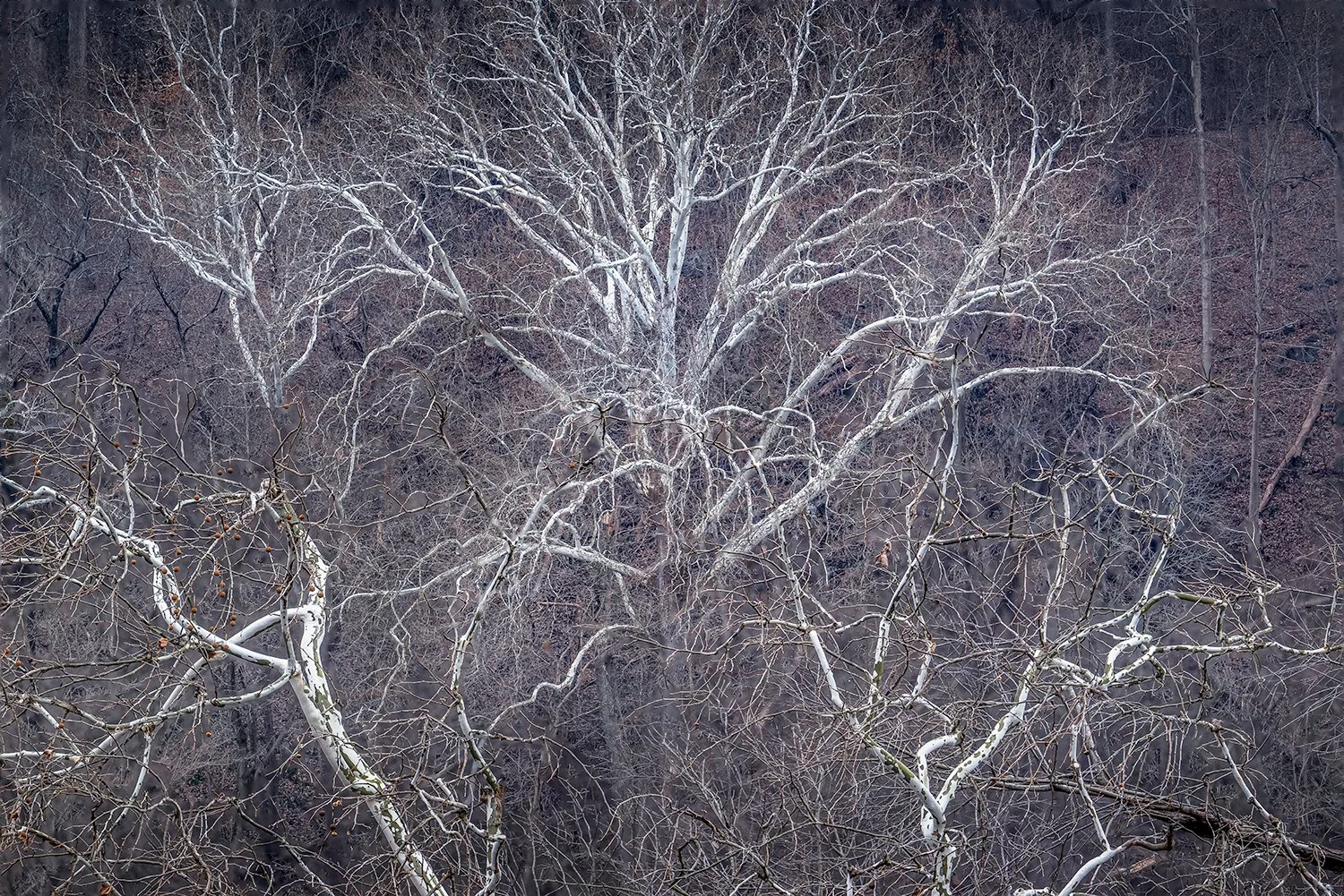 Sycamore Trees, Potomac River, MD