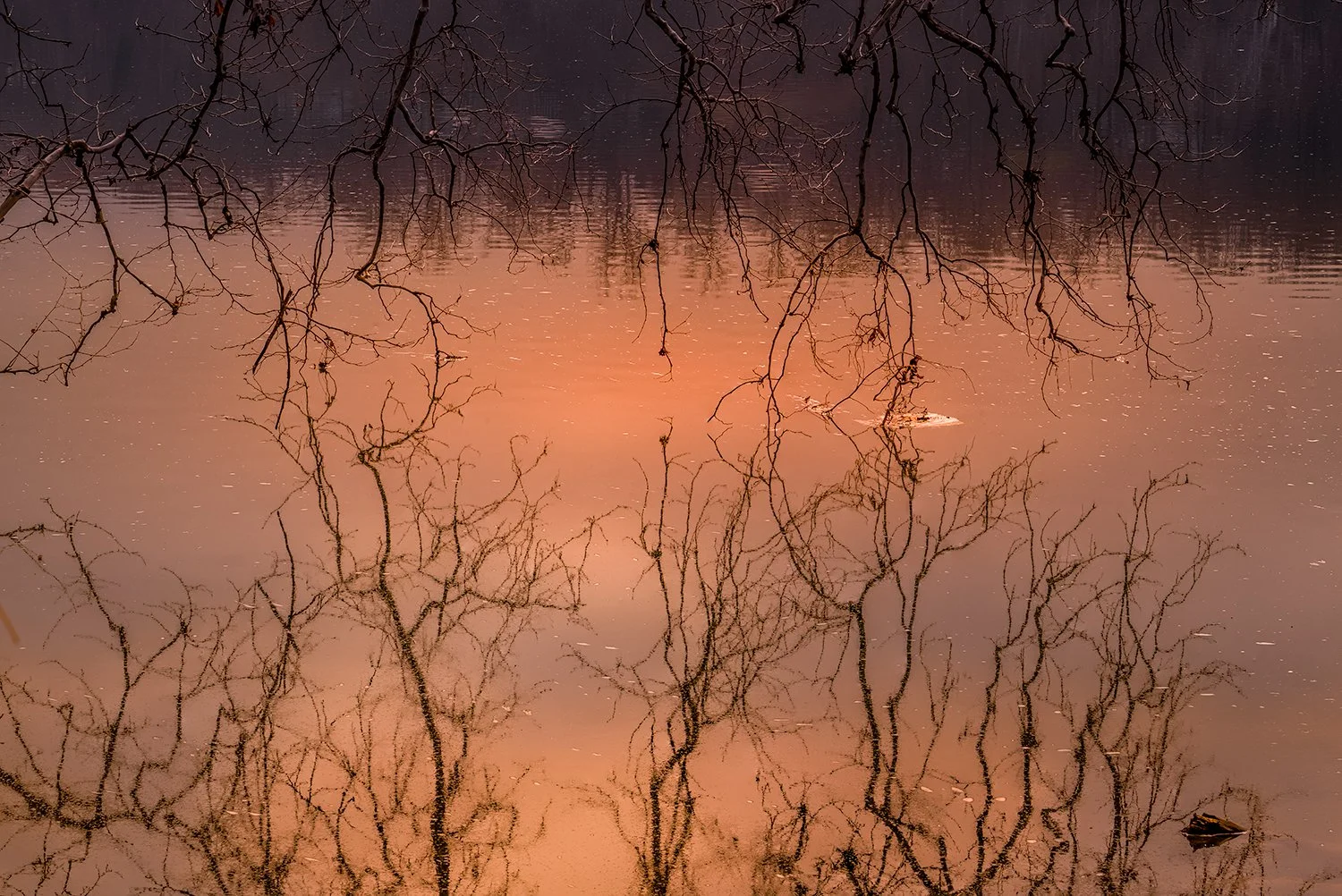 Sycamore Trees, Potomac River, MD