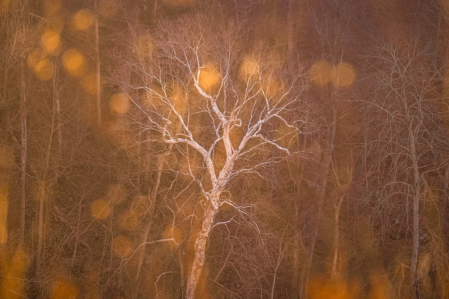 Sycamore Trees, Potomac River, MD
