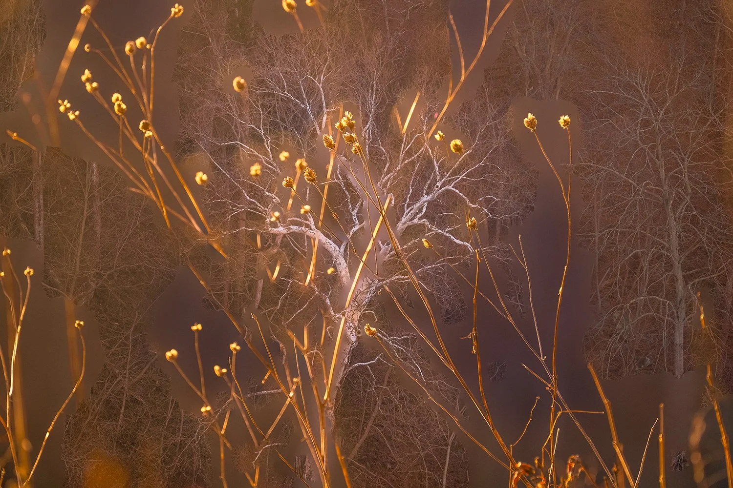 Sycamore Trees, Potomac River, MD