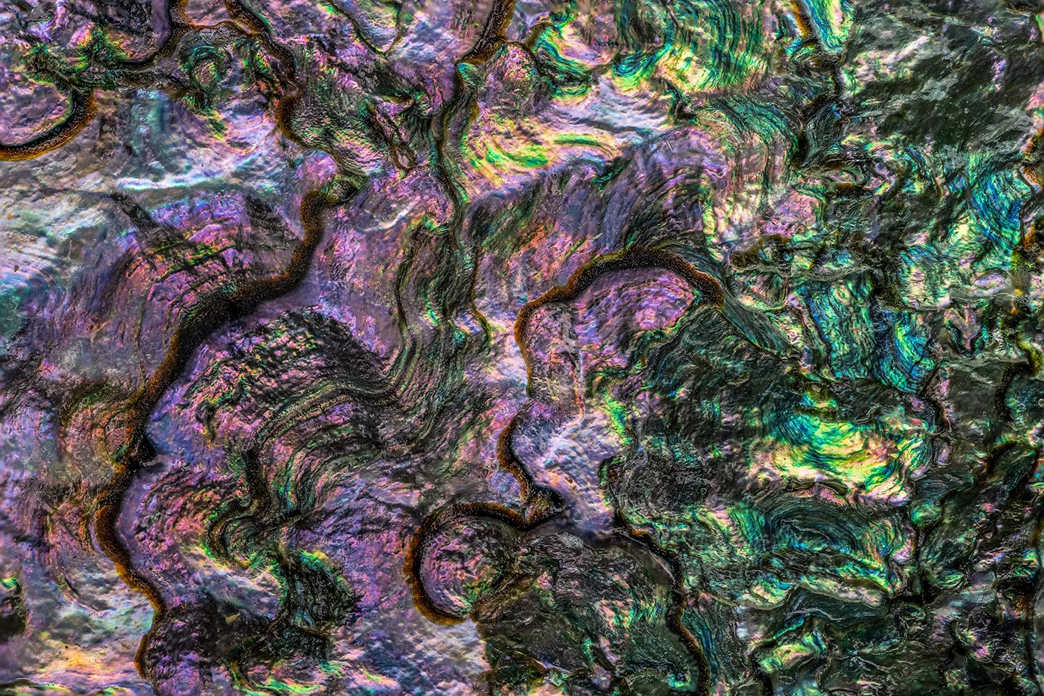 Abalone Shell