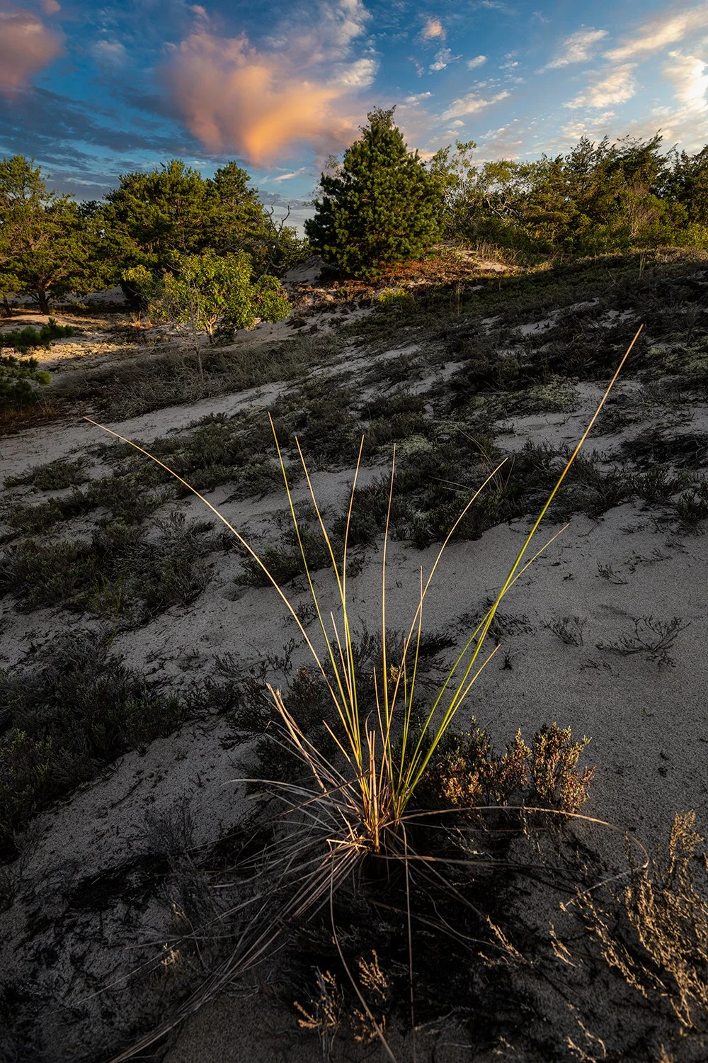 Sandy Neck Beach, Barnstable, MA